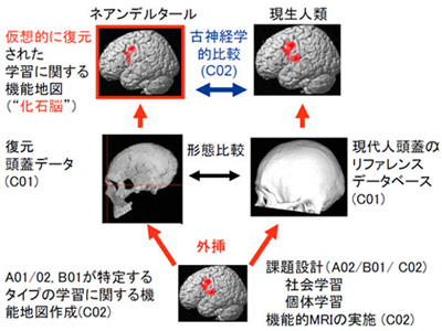 新学術領域研究:ネアンデルタールとサピエンス交替劇の真相